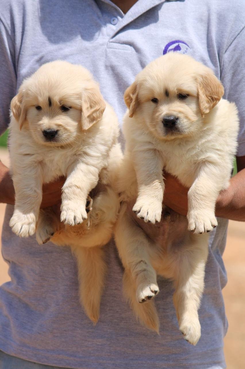 Purchase KCI Registered Golden Retriever  Puppy from Ahmedabad